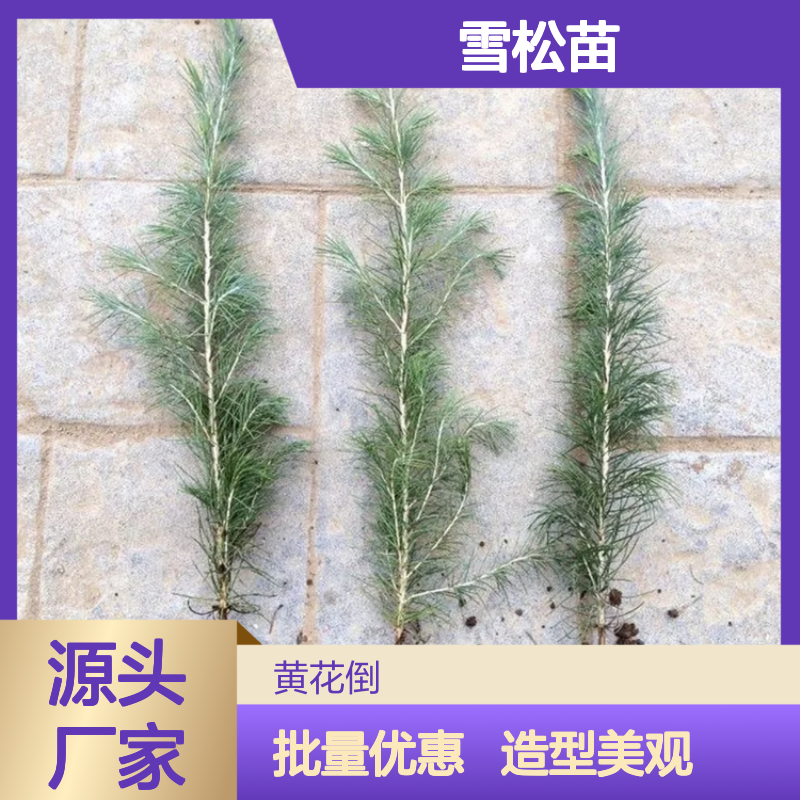 精选雪松苗 批发供应 园林绿化优选品种 生长旺盛