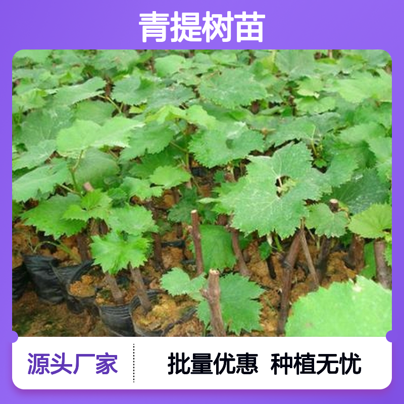 青提树苗 批发种植 园艺优选 嫁接成活高 生长快速