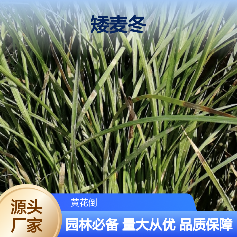 矮麦冬种植专家 日本进口品种 生长迅速 适应性强