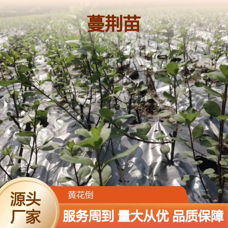 蔓荆苗百亩种植 基地直供 批发零售 扦插繁殖 技术成熟