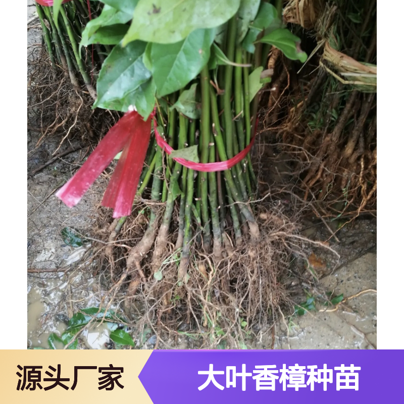 大叶香樟种苗 四季常绿优质树种 驱除蚊虫 涵养水源