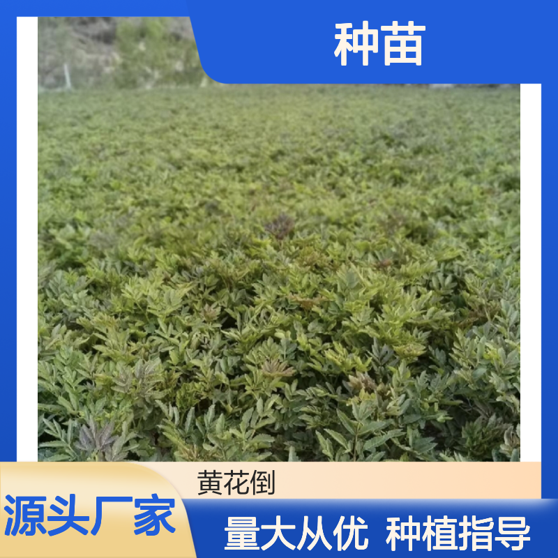 胡王使者种苗 基地种植 批量供应 品质优良 技术成熟