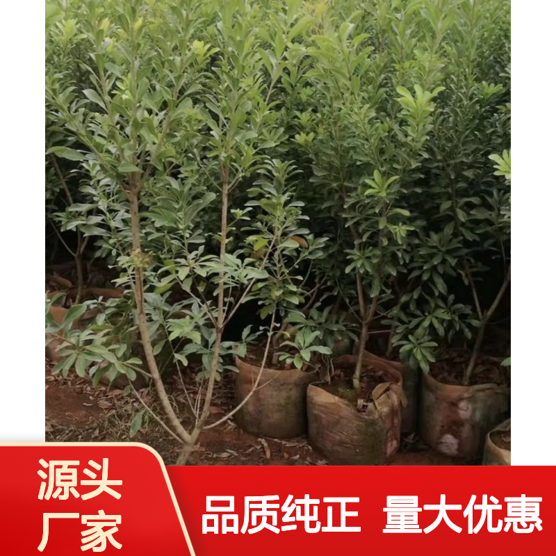 自产自销水晶白杨梅直生苗 基地直发包教种植管理技术 品质纯正可票