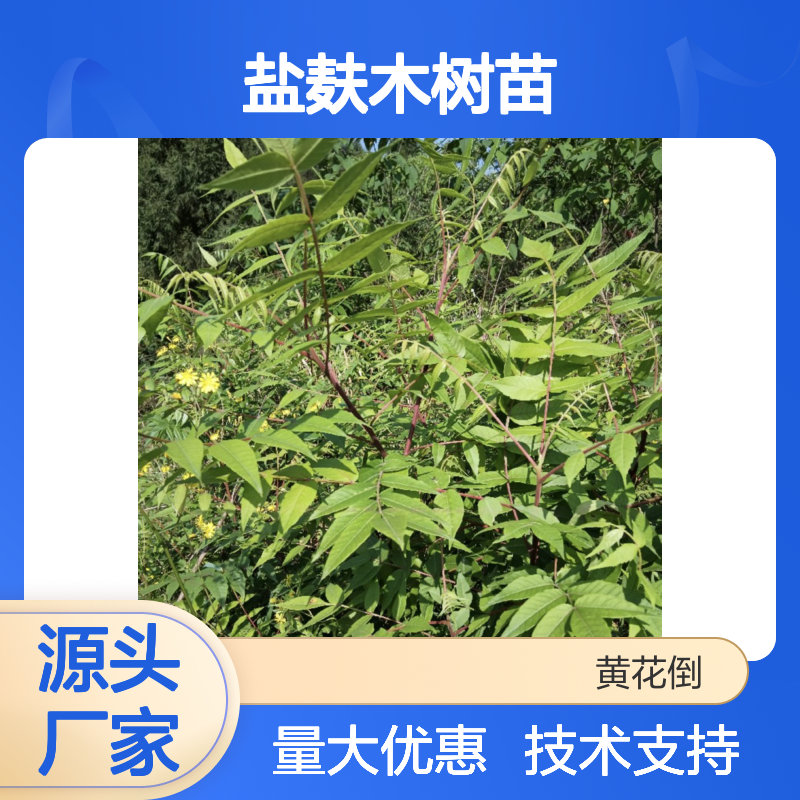 盐麸木树苗 现挖现卖 支持定制 鲜嫩茎叶 绿肥效果