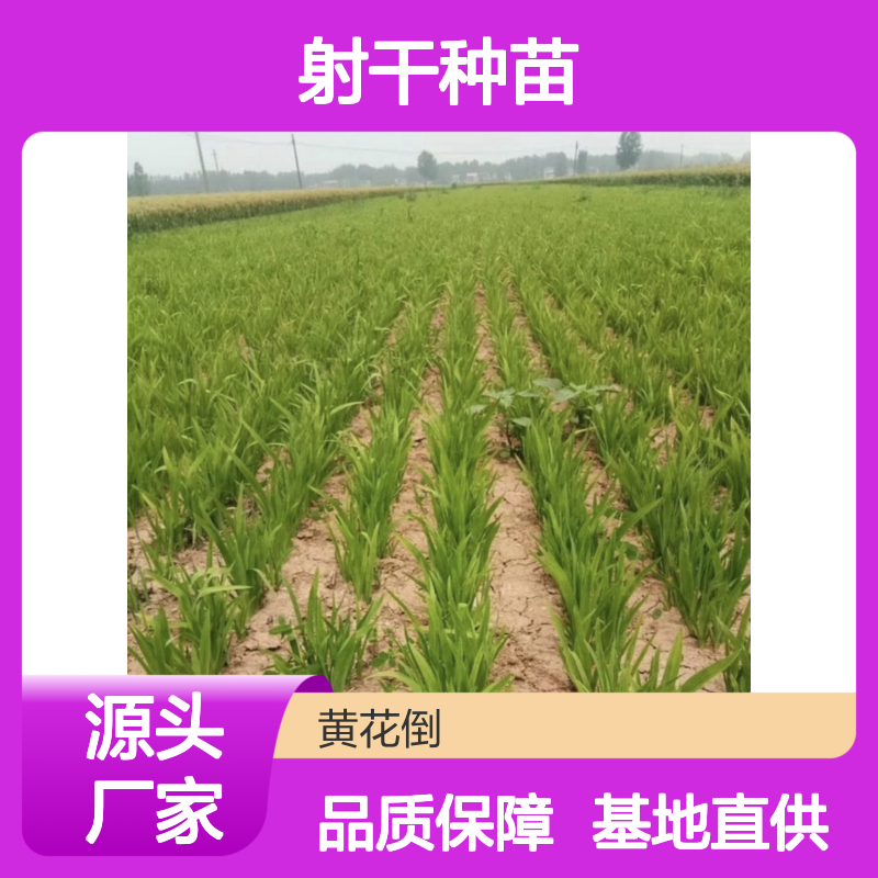射干种苗基地直供 优质射干种植 耐寒耐旱 多年生长