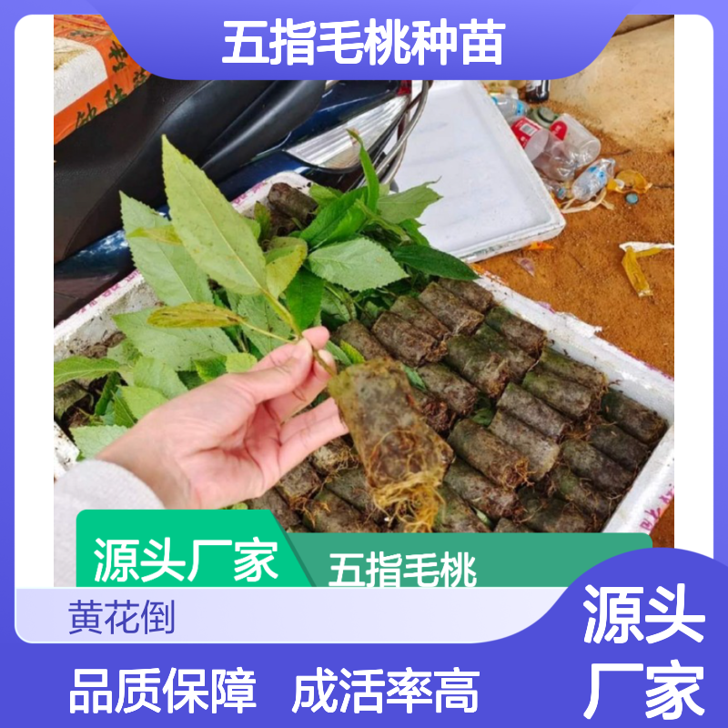 五指毛桃种苗 基地种植 成活率高 品质优良 管理规范
