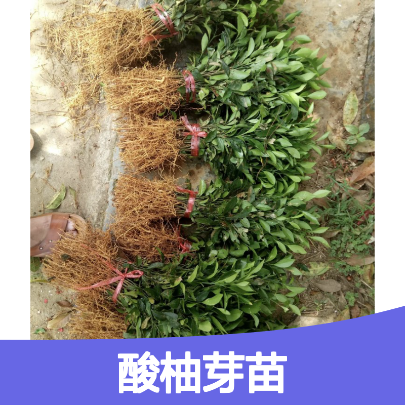 酸柚芽苗新鲜供应 园林种植优选 成活率高 包邮到家