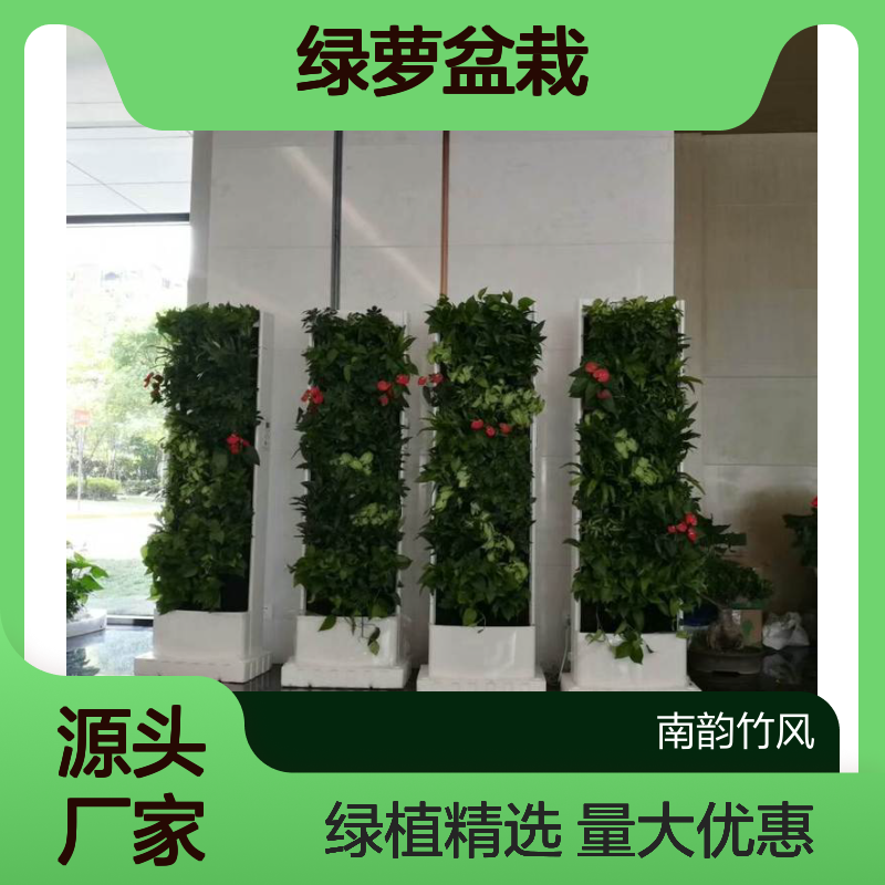 深 圳小绿萝盆栽批发只要6.9元 绿植租摆 实体花店