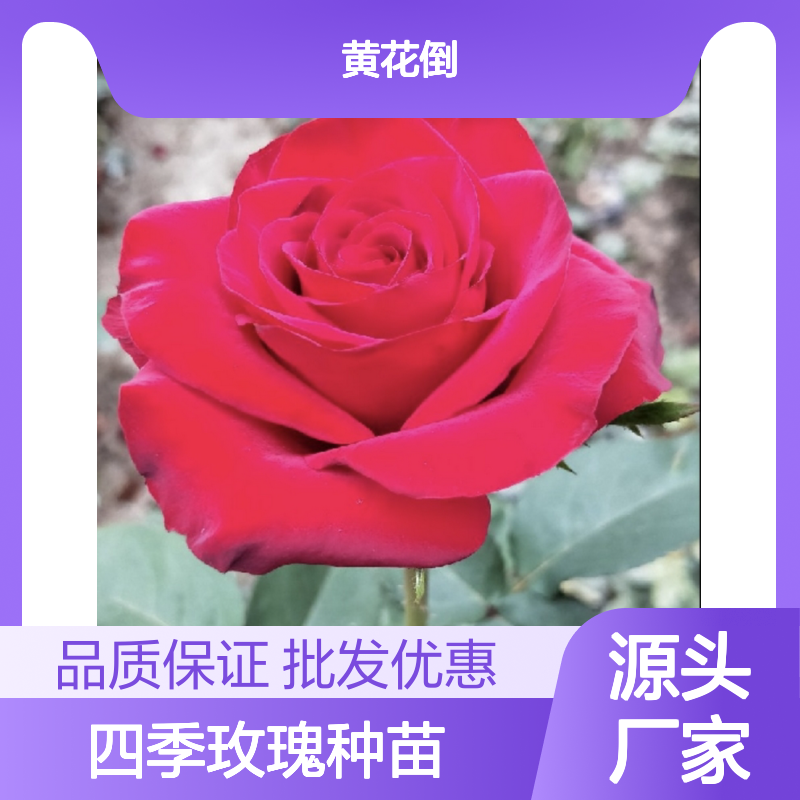 四季玫瑰种苗 批发基地直供 园林优选 多次开花