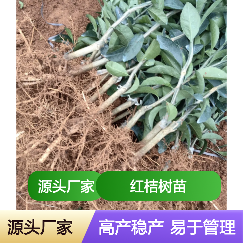 红桔树苗 批发种植 优选品种 高产稳产 易于管理