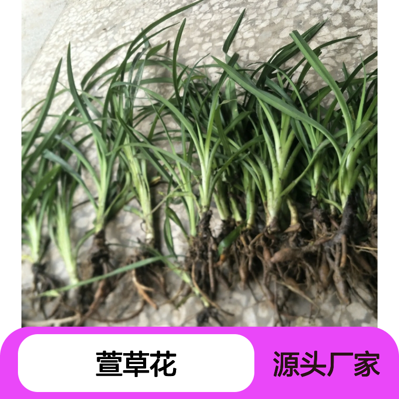 萱草花种苗 批发供应 中熟型多品种 密植高产 生长迅速