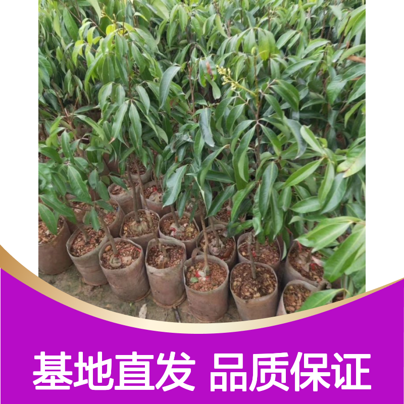 现起现发冰荔枝实生树苗 基地直发包教种植管理技术 品质纯正可票