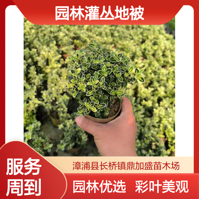 鼎加盛 六月雪盆栽 红花红盆绿植 园林灌丛地被 漳 州产彩叶苗木