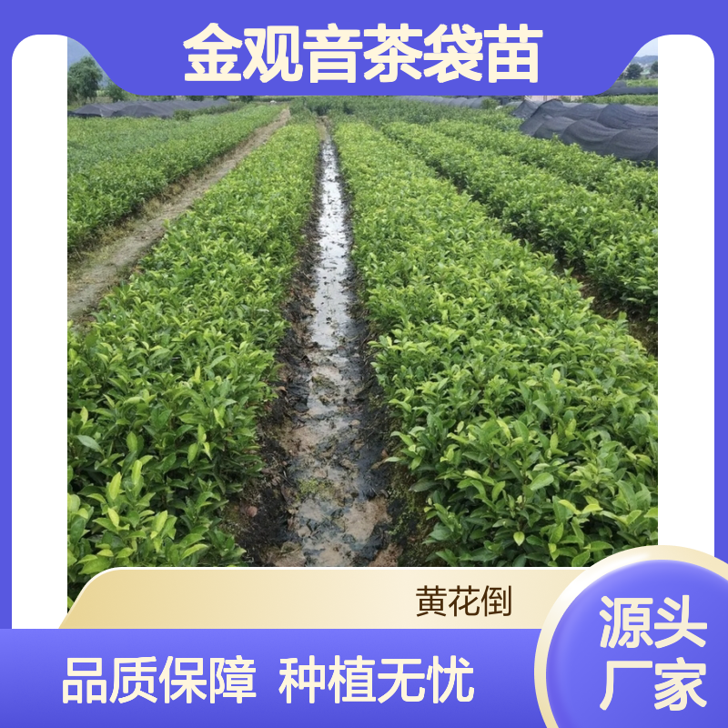 金观音茶袋苗 荒山农田皆宜种植 收益颇高 适应性强