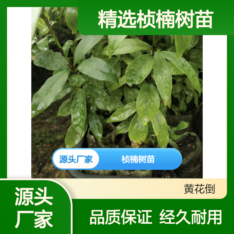 精选桢楠树苗 种植园直供 品质保证 经久耐用 名贵木材