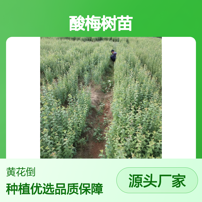 酸梅树苗 批发供应 青梅味酸适种丘陵 广泛分布