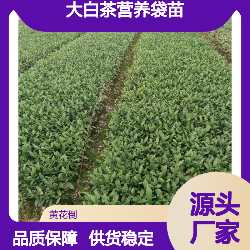 大白茶营养袋苗 多年生根系发达 成活率高 规格齐全
