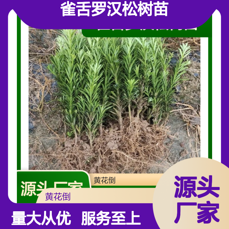 雀舌罗汉松树苗 嫩枝扦插易活 四季常绿 源头直供