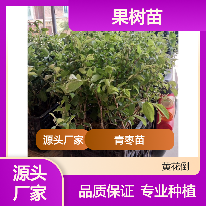 脆密大青枣苗 优质果树苗 批发种植 风味独特 冬季成熟