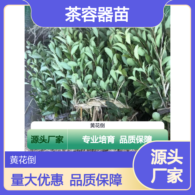 金冠茶容器苗 培育专家 全程技术扶持 一手货源