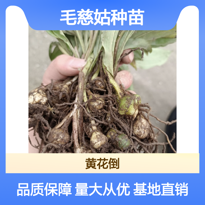 毛慈姑种苗 基地直供 繁育技术成熟 品质优良 易于管理