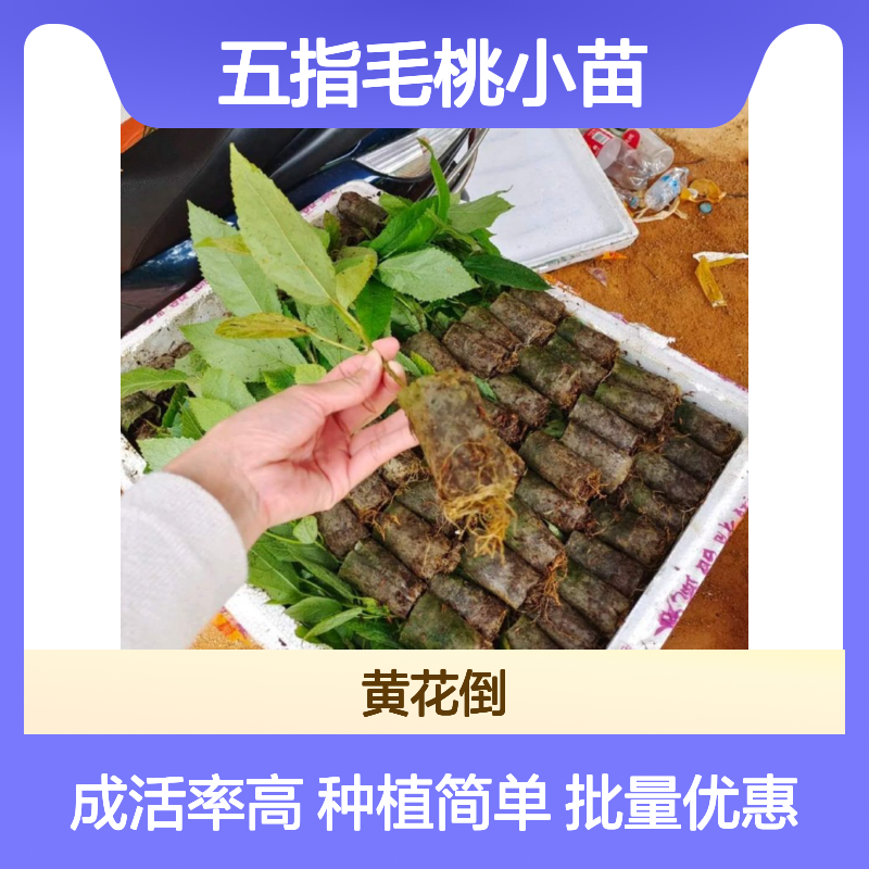 五指毛桃小苗 桑科植物裂掌榕苗 批发供应 成活率高
