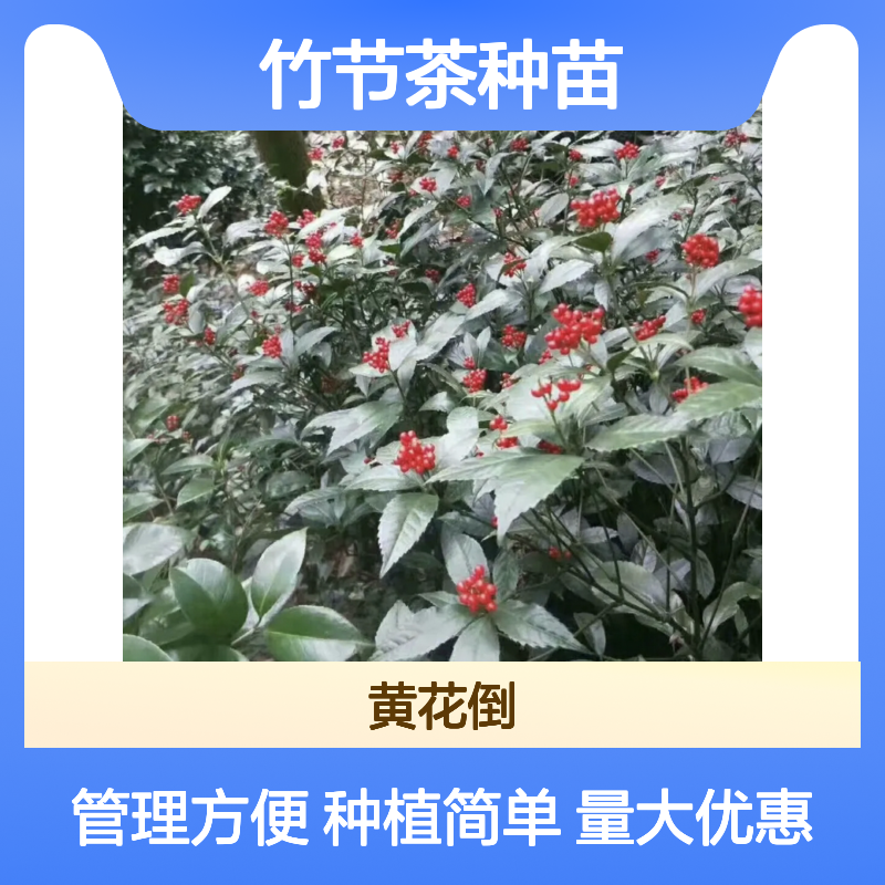 竹节茶种苗 穗状花序顶生 繁殖栽培技术 管理精细