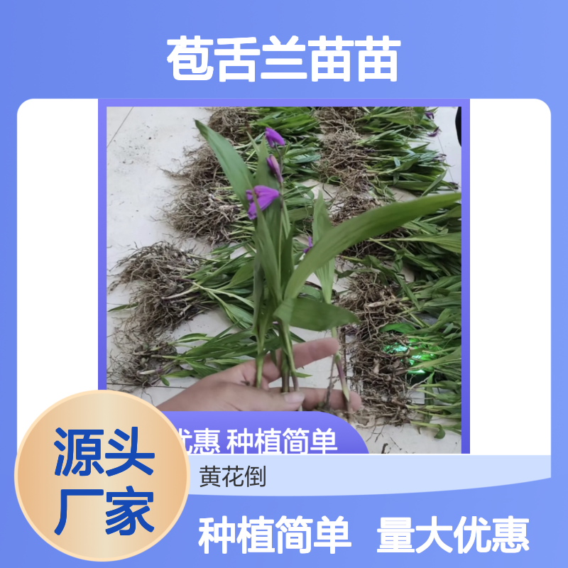 苞舌兰苗苗 百亩主产区直供 品种纯正 技术成熟