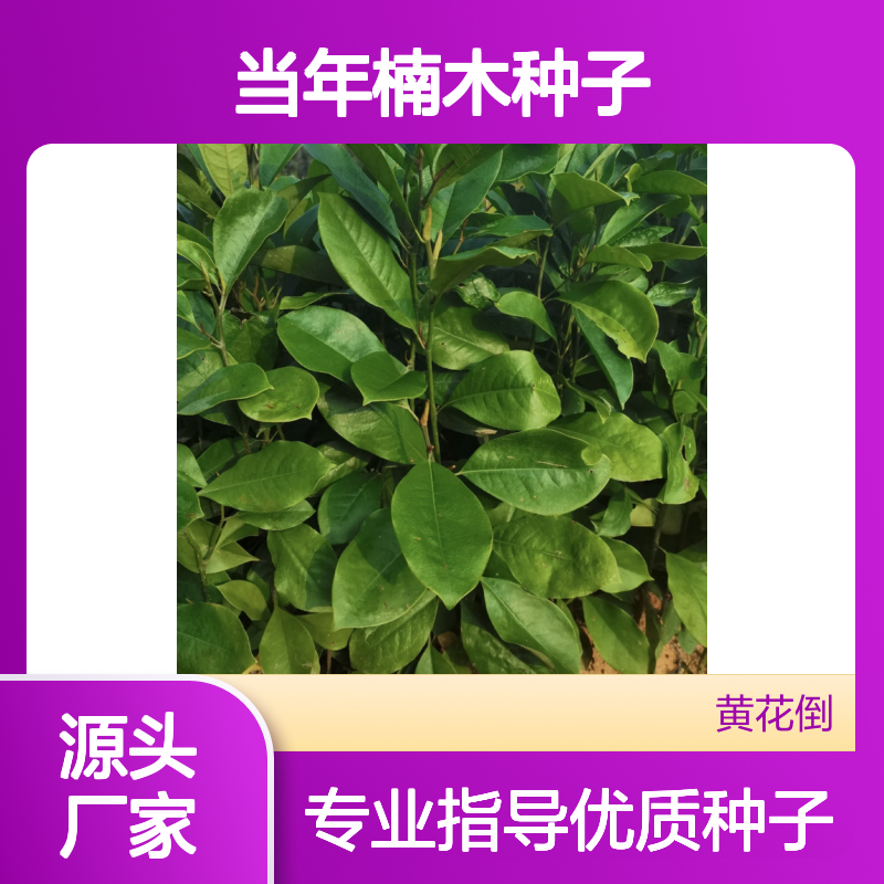 新采收当年楠木种子 苗木合作社自营免费技术指导