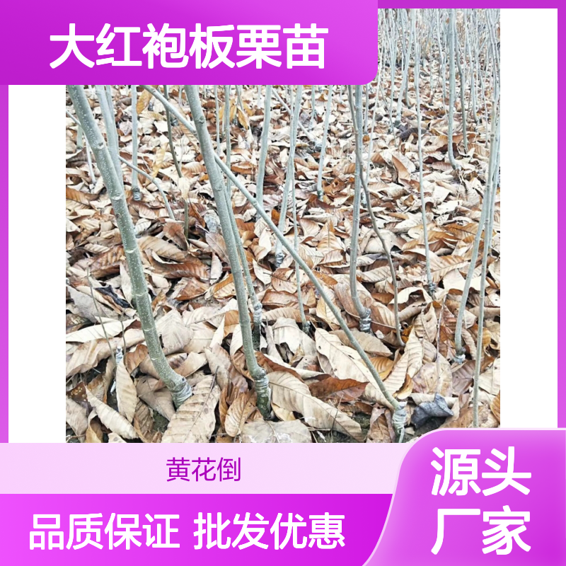 大红袍板栗苗 优质果树苗木 批发供应 新鲜有光泽