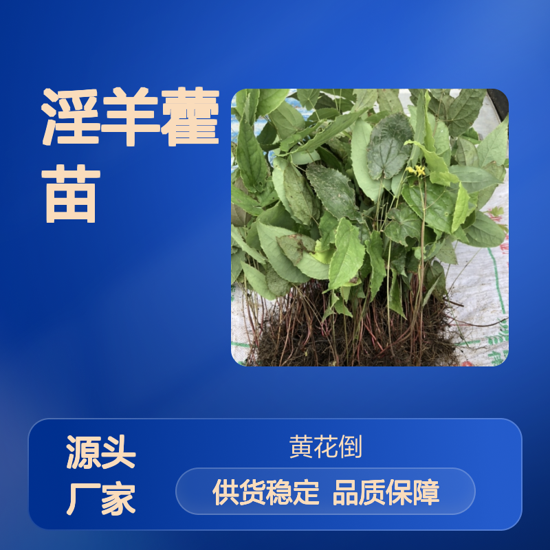 批发淫羊藿苗 多年生草本植物苗木 态幅度大 喜阴湿环境