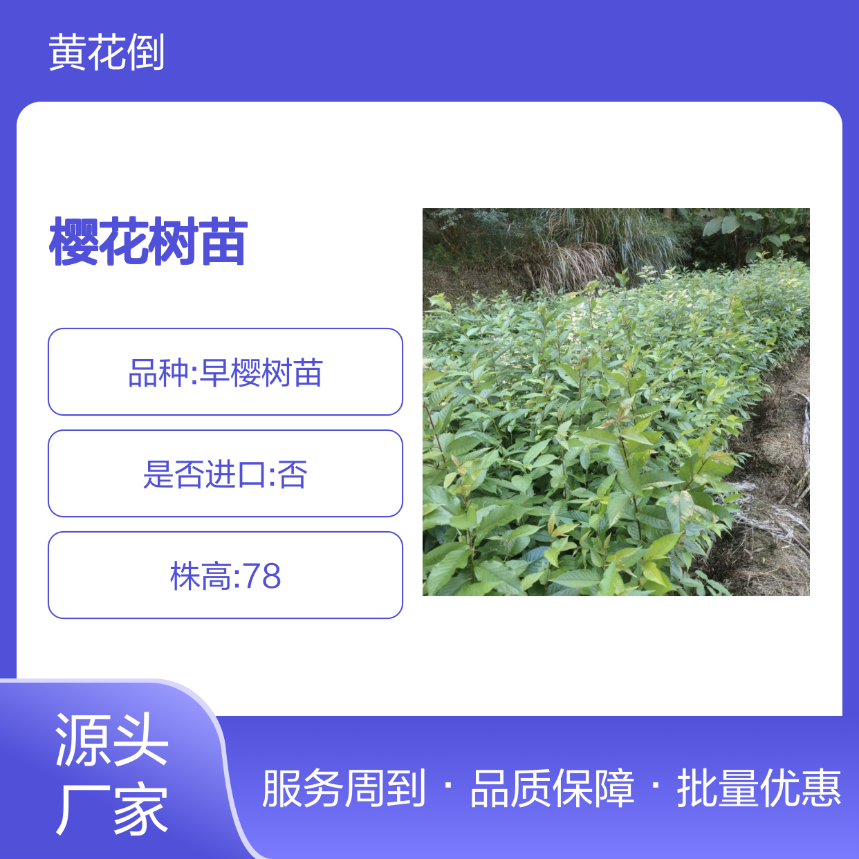 百亩种植樱花树苗 多种品种任您挑选 基地直供