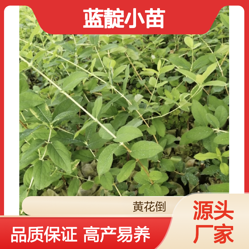 蓝靛小苗 俄罗斯进口品种 高产易管理 营养丰富