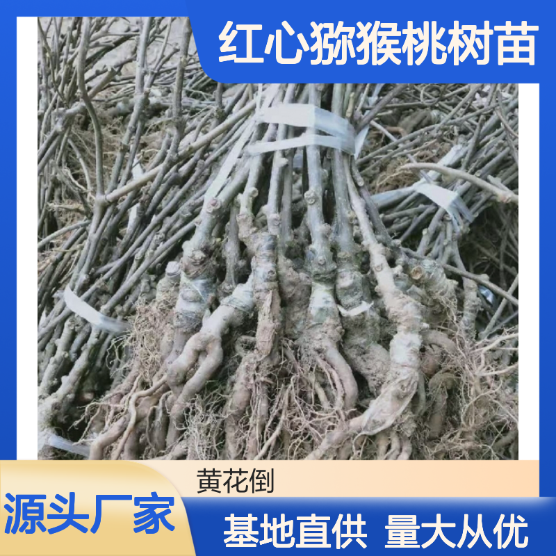 早熟红心猕猴桃树苗 基地直供果树苗木 口感甜酸