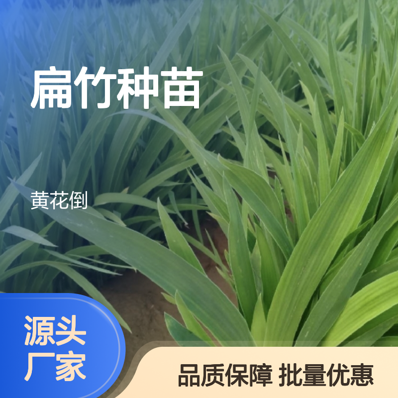 优质扁竹种苗 基地直供 成活率高 移栽方便 管理省心