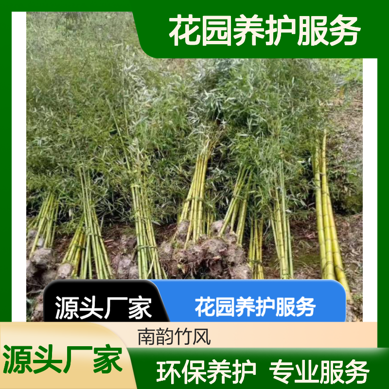 花园养护服务 福田绿化专业养护等级方案 环保理念