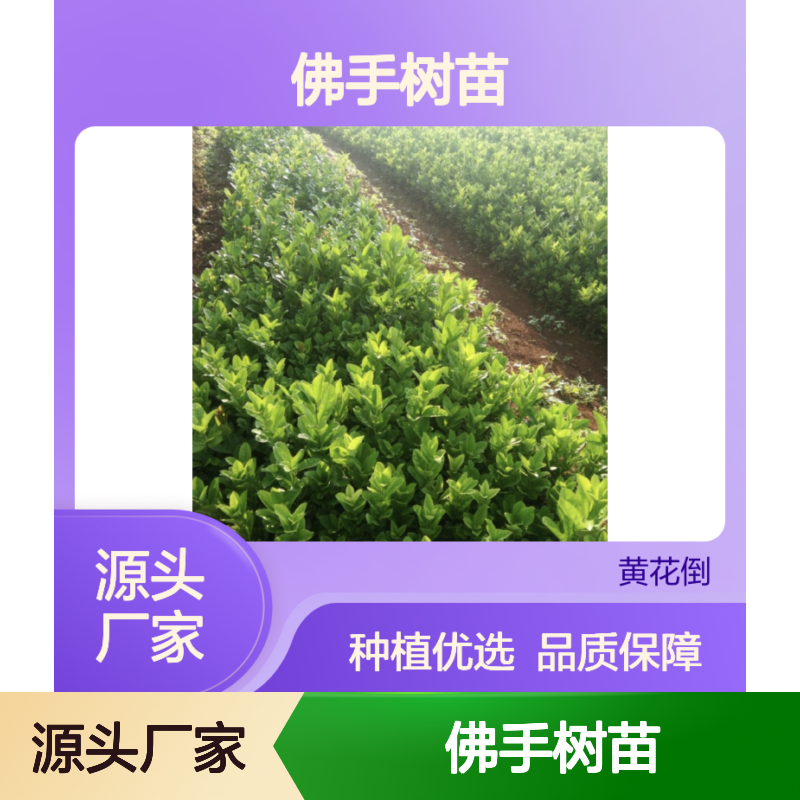 川佛手树苗 基地直供 果实丰硕 香甜爽脆 易于管理