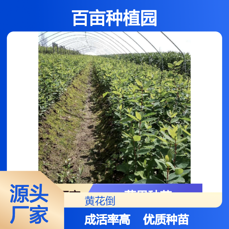 蓝果百亩种植园 优质蓝果种苗 基地直供 成活率高