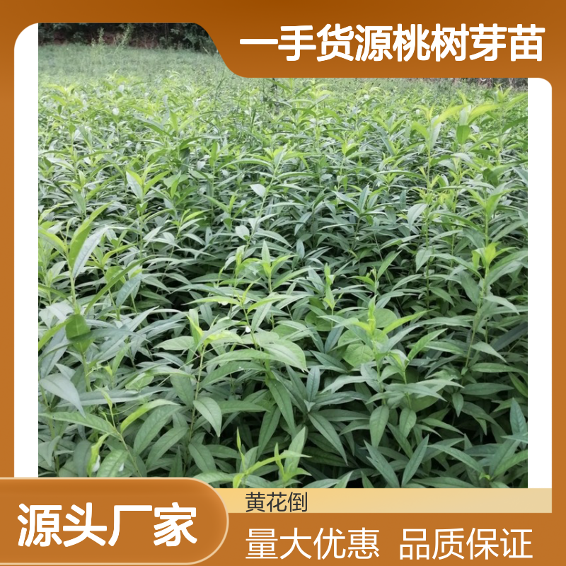 产地直供桃树芽苗 嫁接优良品种 生长迅速 成活率高