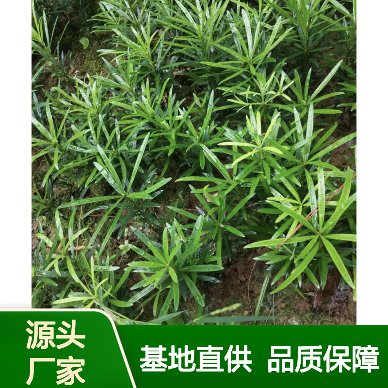 米叶罗汉松树苗 百亩基地直供 易加工材 盆栽优选