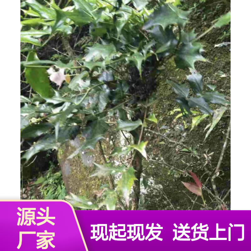 现起现发细叶十大功劳种苗 购买数量达到要求全国专线车直达送货