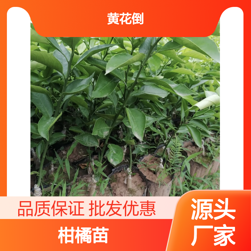 东方红柑橘苗 批发供应 果肉柔软多汁 品质优良