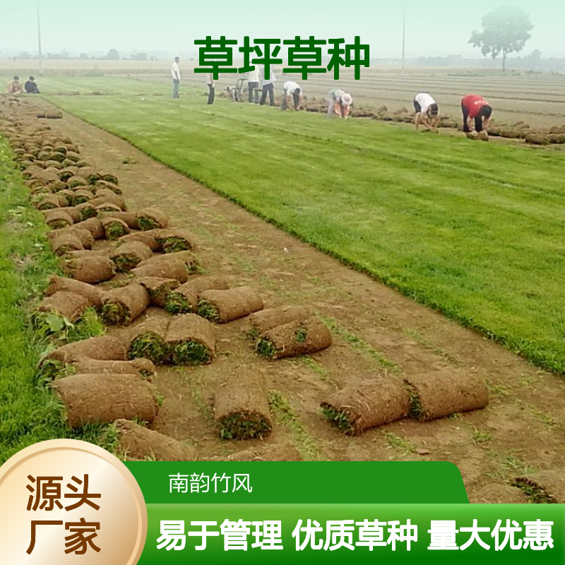 台湾草 优质草坪草种 耐阴耐寒易管理 色泽鲜亮