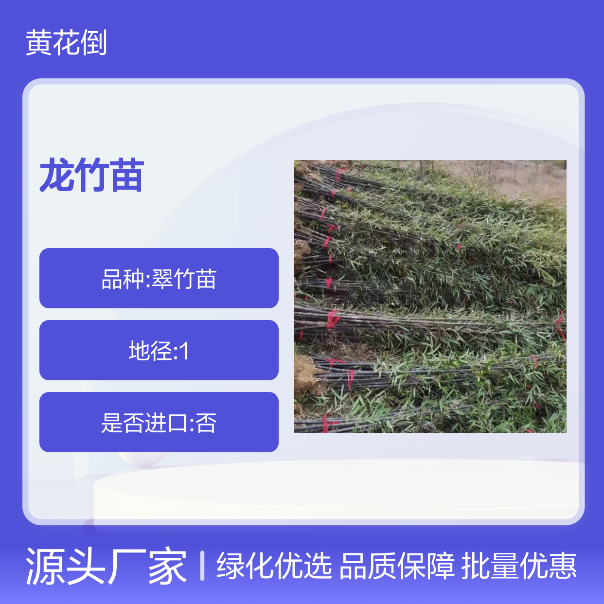 龙竹种植区优质龙竹苗 批发供应 速生型强 碧绿美观