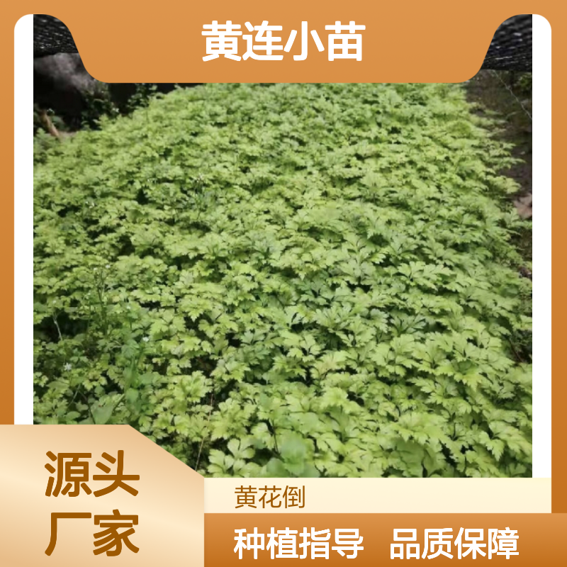 黄连小苗种植区 优质黄连小苗批发 管理简单 耐寒耐旱