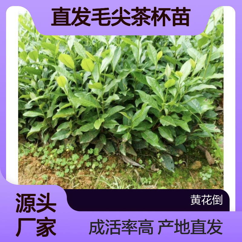 产地直发毛尖茶杯苗 多年生根系发达成活高规格齐全