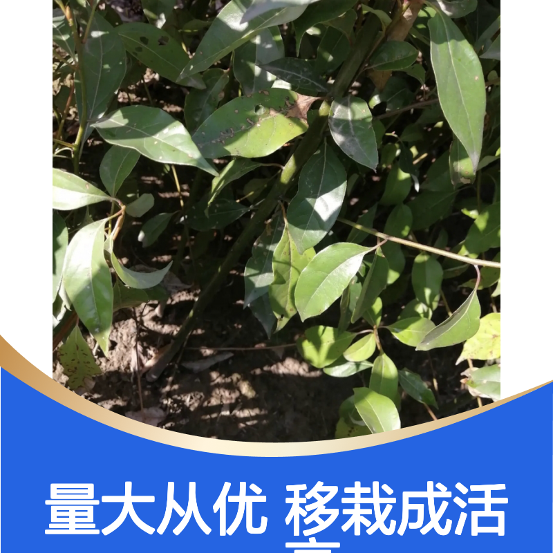 小叶香樟树苗 南方常绿大乔木 根系发达 移栽成活高