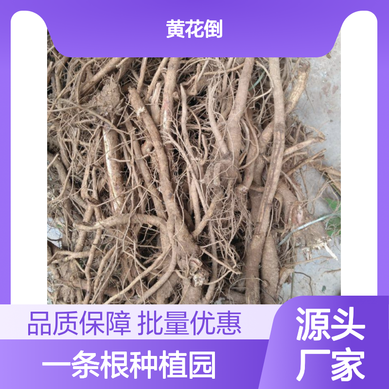 一条根苗批发 种植园直供 绿化优选植物 品质保证