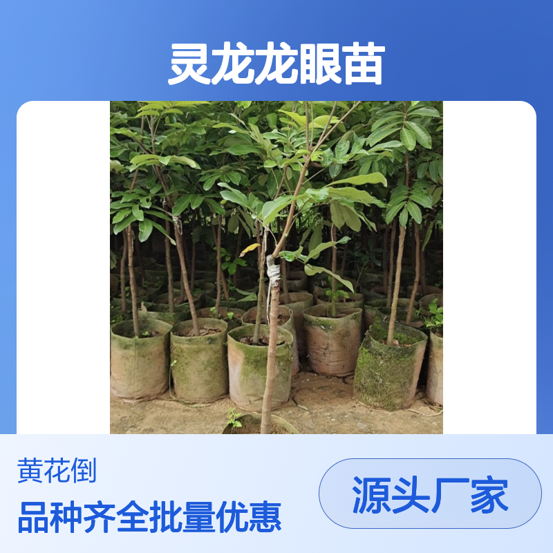 灵龙龙眼苗 百亩种植主产区直供 品质优良 管理简便