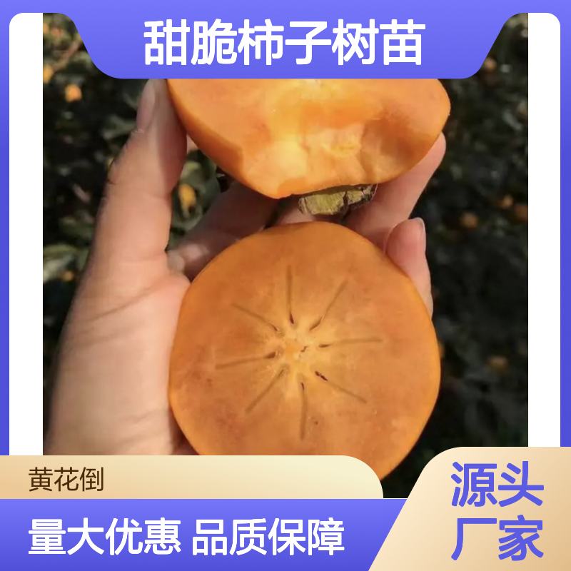 甜脆柿子树苗 批发种植 高产优质 适应性强 易于管理